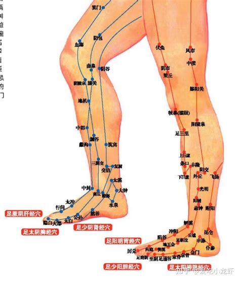 足山里 穴位|【按按穴位。完美圖解】足三里 增強免疫力、保健脾胃